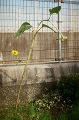 晩秋のヒマワリ
