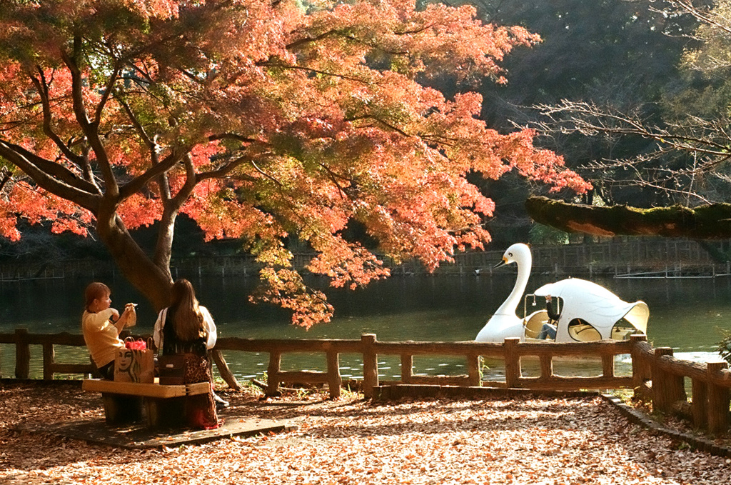白鳥さん