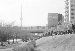 スカイツリー 桜と川と、時々、電車
