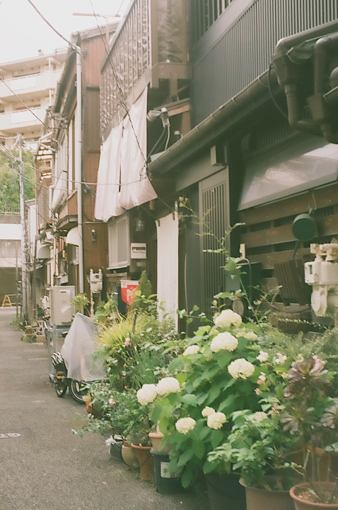移ろいの花