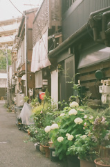 移ろいの花