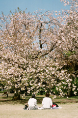 まったりと八重桜