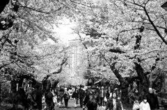 谷中の桜