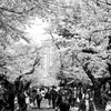 谷中の桜