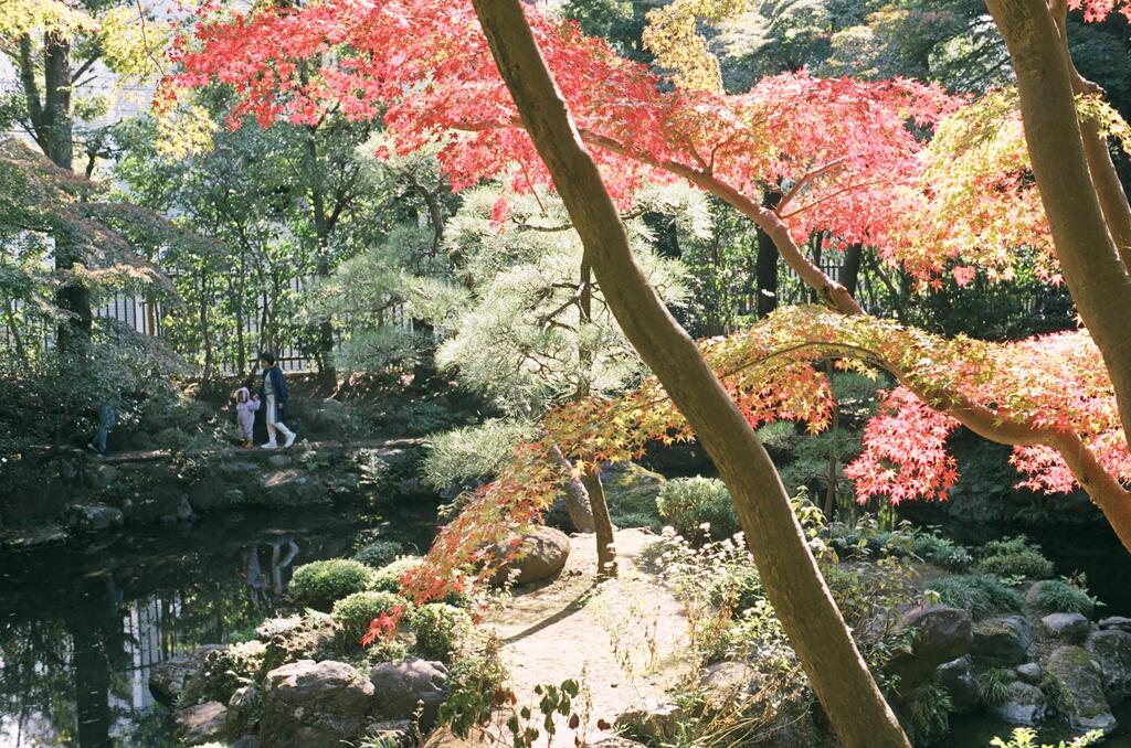 殿ヶ谷戸庭園11月