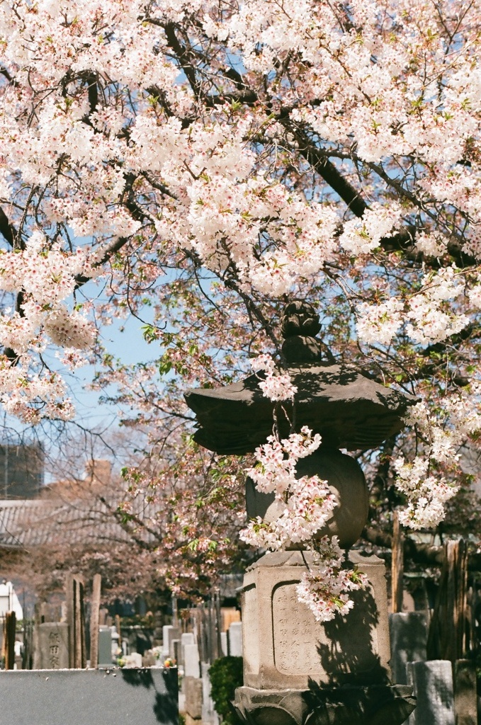 善養寺