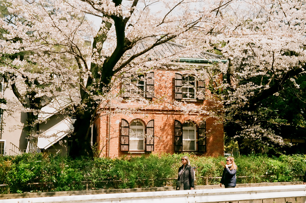 芸大の桜