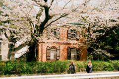 芸大の桜