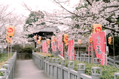 義士の桜
