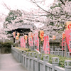 義士の桜