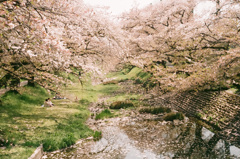 残る桜も散る桜