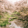 残る桜も散る桜