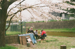 桜下の一局