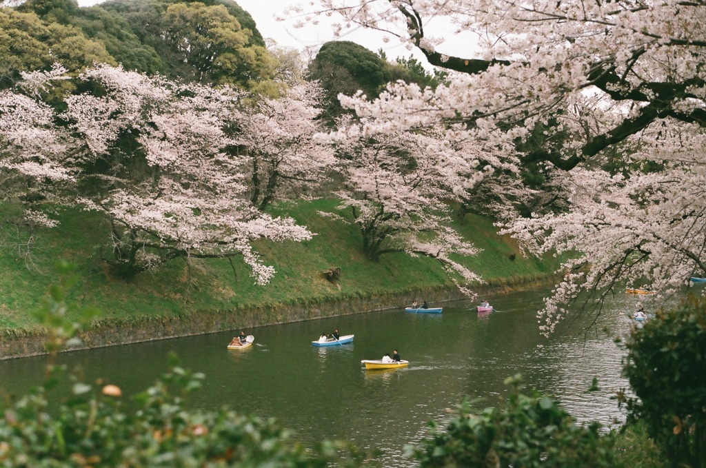 千鳥ヶ淵