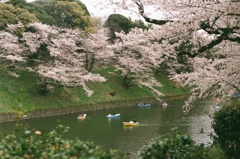 千鳥ヶ淵