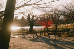 夕暮れの公園