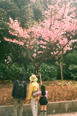 今年も桜の花が咲き
