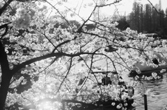 桜とボート