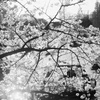 桜とボート