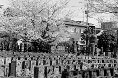 地蔵の桜