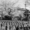 地蔵の桜