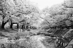 儚き記憶は桜とともに