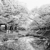儚き記憶は桜とともに