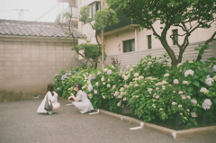 だって花言葉は移り気