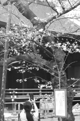 標本木の孤独