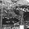 標本木の孤独