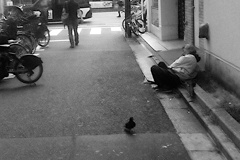 鳩と一人と