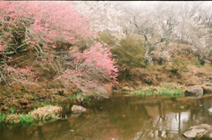 池の梅