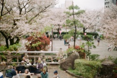 お花見