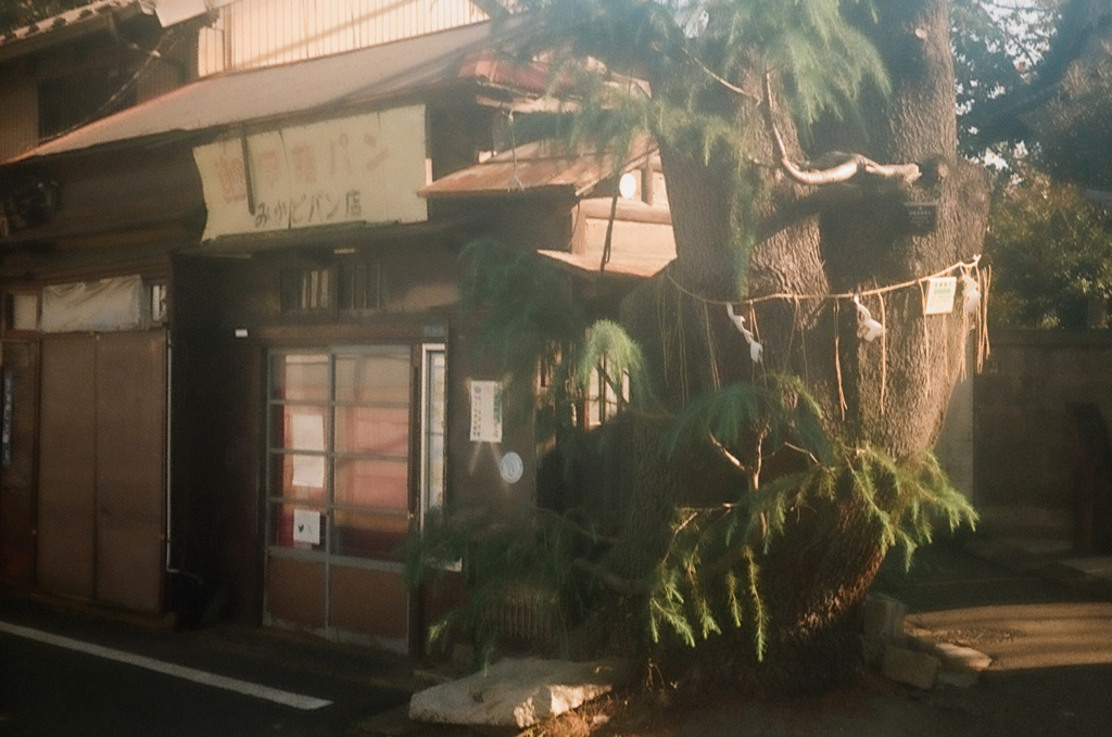ヒマラヤ杉