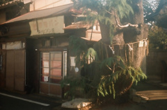ヒマラヤ杉