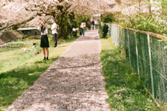 桜道