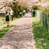 桜道