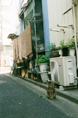 カフェー遺構の前で鼠鳴の猫