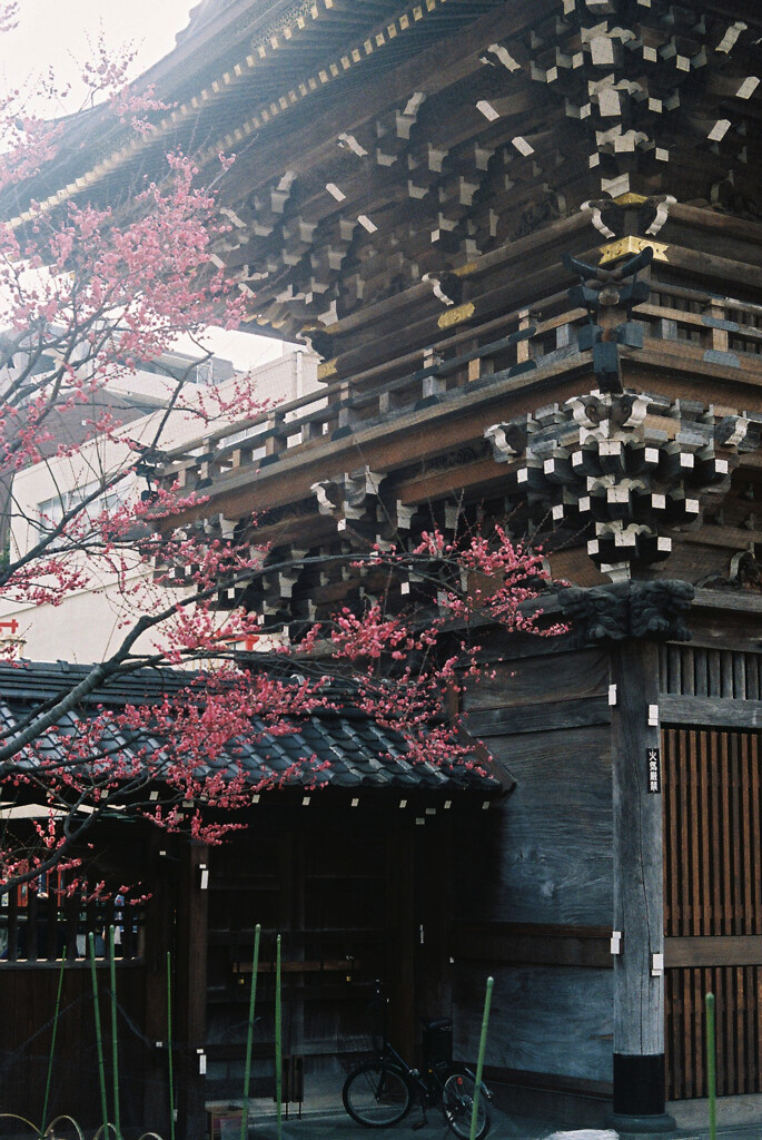 紅梅
