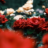 薔薇