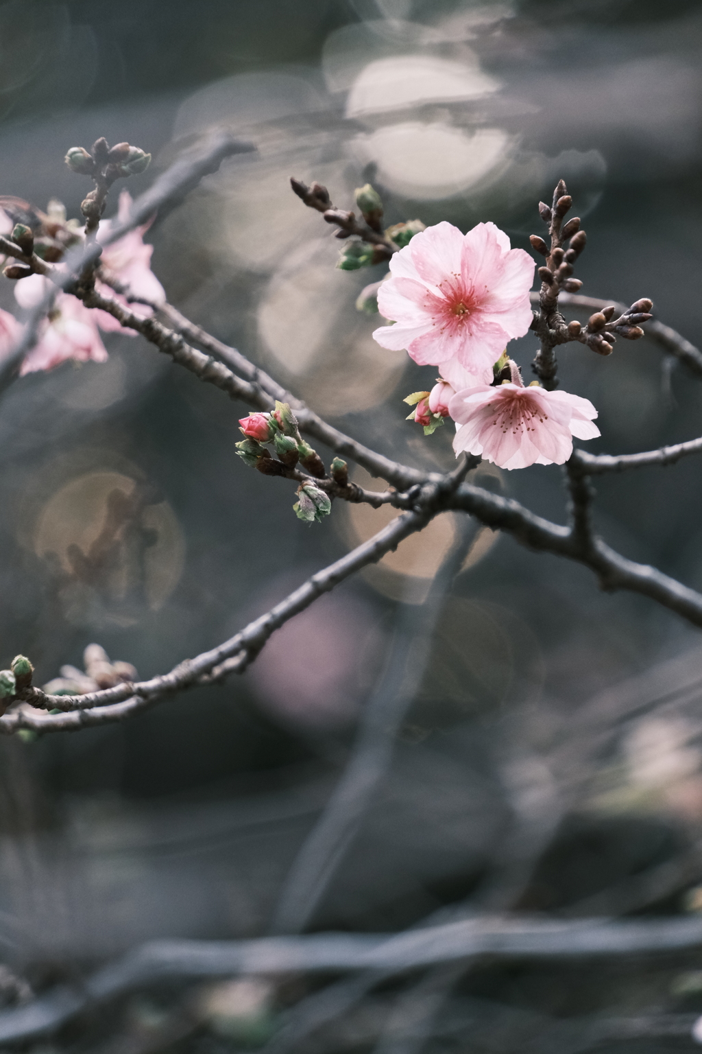 秋の桜