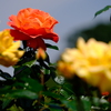 薔薇