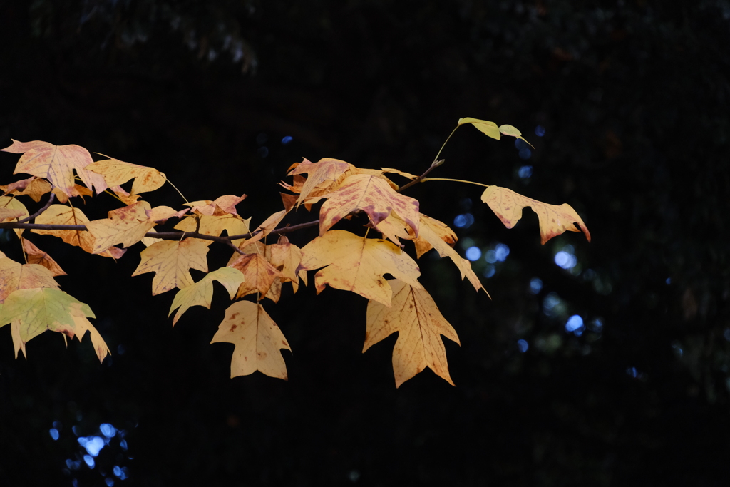 紅葉