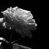 薔薇