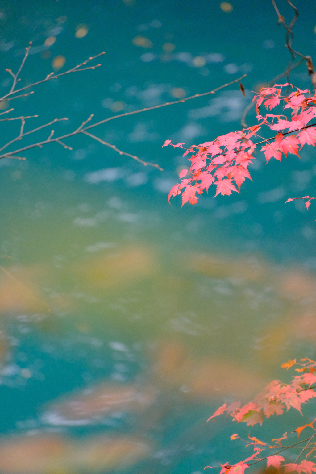 紅葉