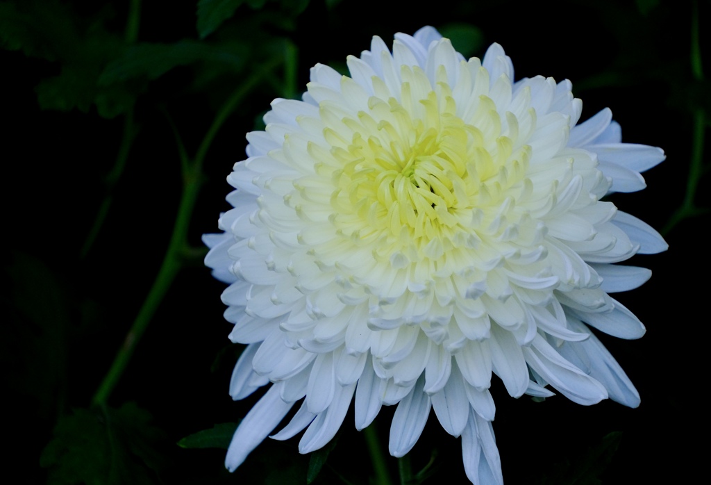 菊