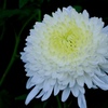 菊