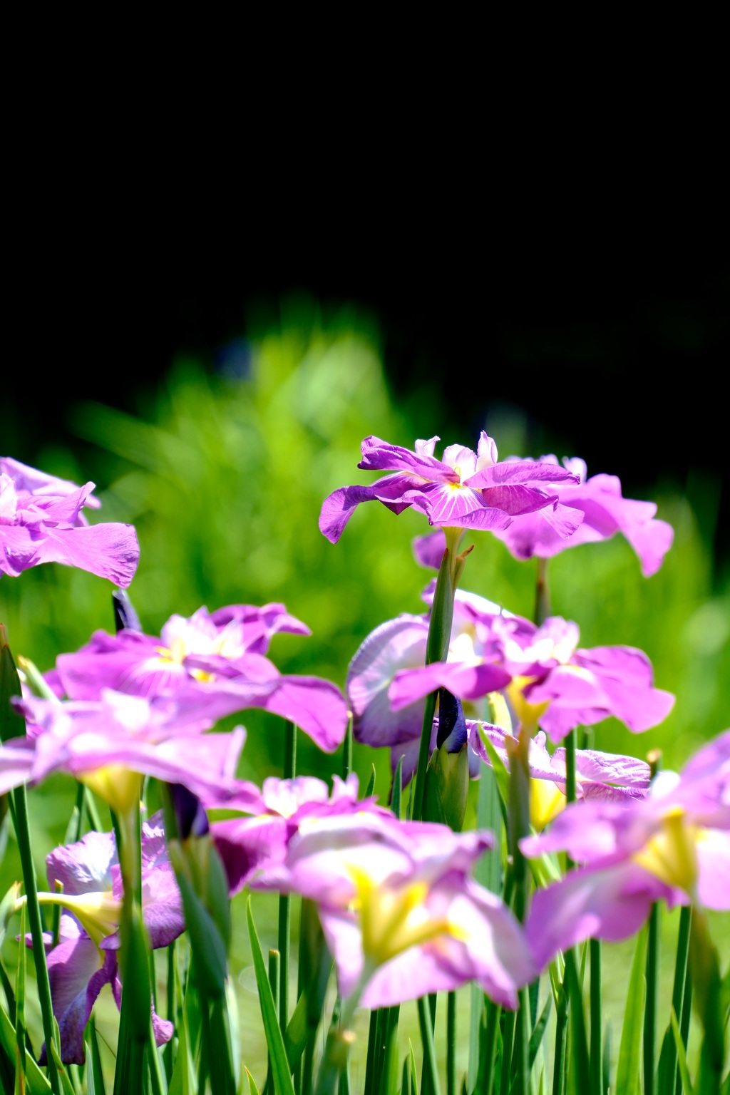 花菖蒲
