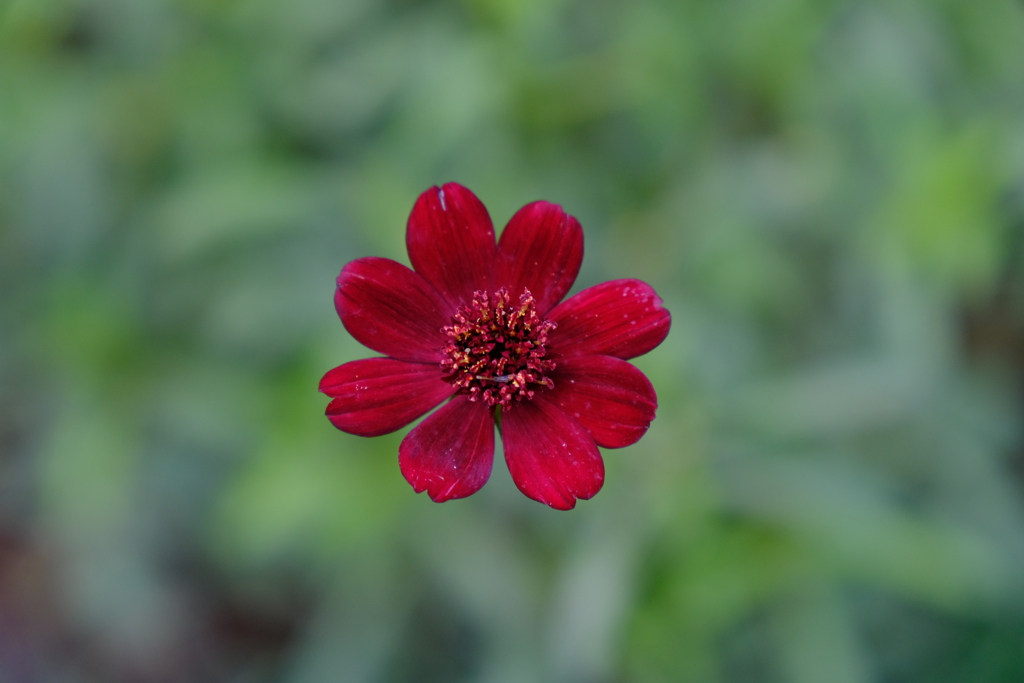 紅一点