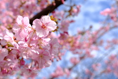 河津桜